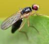 Cordilura albipes